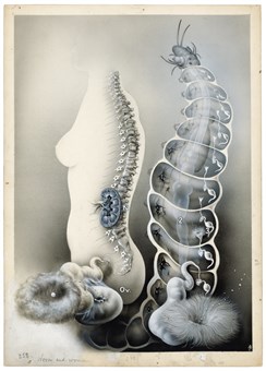 “Segmentation and the ‘segmental organs’ such as the kidneys (N) and the sexual apparatus (Ov.) are memories of the dawn of the human race. (1) Nervous system, (2) digestive tube, (3) segmental organs.” Original illustration for Der Mensch Gesund und Krank II, 1939.