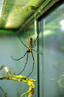 Giant golden orb weaver, Nephila sp. Found in Malaysia and the tropics, the female orb weavers are far larger than the males.