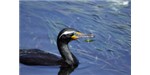Swallowing small stones helps reduce parasite burden in double-crested cormorants. Image credit: Wikimedia, Alan Vernon