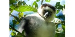 Eating tannin-rich plants may help increase successful pregnancies in sifaka lemurs. Image credit: Wikimedia, or Jean-Louis Vandevivère.