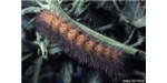 Woolly bear caterpillars fight parasitic flies by eating plants rich in toxic pyrrolizidine alkyloids. Image credit: Wikimedia, Alton N. Sparks, Jr
