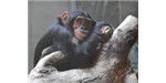 Chimpanzees combat gut nematode parasites by slurping bitter leaf juice. Image Credit: Stock xchng, big foot