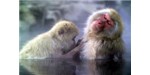 Many primates, like these Japanese macaques, tackle intestinal parasites with a sweeping solution: unchewed rough leaves, swallowed whole, carry nematodes with them. Image credit: Wikimedia, Fg2,bukk