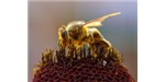 Honey bees seek out propolis to resist infection by a larval fungal parasite. Image credit: Wikimedia, Jon Sullivan