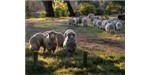 Sheep choose tannin-rich food to reduce gut nematode infections. Image credit: Wikimedia, Fir0002