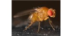Drosophila melanogaster larvae increase their intake of parasite-killing alcohol when infected by a parasitic wasp. Image credit: Wikimedia, Mr.checker