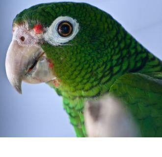 The Puerto Rican parrot (Amazona vittata)