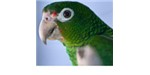 The Puerto Rican parrot (Amazona vittata)