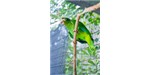 The Puerto Rican parrot (Amazona vittata)