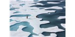 The sea ice atop the Arctic Ocean can—as shown in this photograph from July 12, 2011—is dotted with fresh-water melt ponds and looks like Swiss cheese or a bright coastal wetland. Here, crew from the Healy retrieve a canister dropped by parachute from a C-130, which brought supplies for some mid-mission fixes.