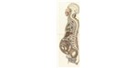 A sagittal section of the pregnant female body