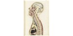 A mid-sagittal section through the male head and thorax