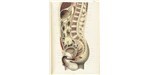 A mid-sagittal section through the male abdomen and reproductive organs
