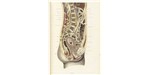 A mid-sagittal section through the female abdomen and reproductive organs