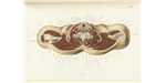 A transverse section of the thorax at the shoulders