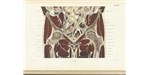 A coronal section of the pelvis