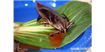 Boiled giant water bugs on bok choi with ginger sauce.
