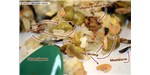 Helpfully labeled fried rice with spicy mini shrimp, roasted meal worms, and silkworm pupae (and onions, peas, and eggs, too)