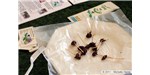 Chocolate-dipped, dry-roasted crickets