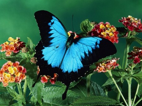 Complex nanostructures within the scales of the Ulysses butterfly’s wings help enhance the absorption of light by pigments found in the scales—resulting in an ultra-black and opaque surface.