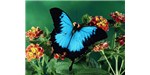 Complex nanostructures within the scales of the Ulysses butterfly’s wings help enhance the absorption of light by pigments found in the scales—resulting in an ultra-black and opaque surface.