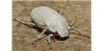 The white scarab beetle's body is covered in flat scales that contain an interconnected filamentary structure organized in an entirely random geometry. The absence of a light absorbing pigment in those scales means that a lot of the incident light is reflected toward the observer and all the wavelengths are scattered by the same amount—resulting in a brilliant white.