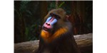 The mandrill owes its bright blue muzzle and rump to Tyndall scattering, the scattering of shorter-wavelength light—largely blue—by particles suspended in a medium. 