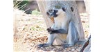 The scrotum of the vervet monkey gets its blue hue from  a thin layer of collagen, a few millimeters thick and arranged in triple helices, resting on top of the upper skin layer. 