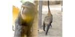 The newly discovered lesula monkey is another primate that displays structural colors on its rump (not pictured). 