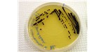 A bacteria streaked agar plate from a tutorial on techniques at BOSSLAB