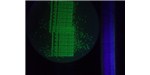 Fluorescent E. coli paying homage to Bay Area hacklab BioCurious