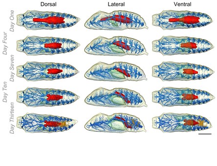Internal anatomy of <i>V. cardui</i> as it develops within the chrysalis. The tracheal system is blue, the midgut is red, the air lumen is green, and the Malpighian tubules (part of the excretory system) are orange.