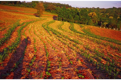 No-till agriculture without herbicides in southern Brazil. Cover crops left as mulch produce chemicals that inhibit weed growth.