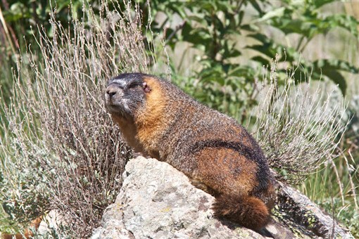 The yellow-bellied marmot (Marmota flaviventris)