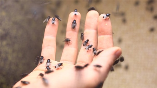 Knuth' handling some of his insect collaborators, from a still of a MOCATV video of the "Made in Los Angeles" series