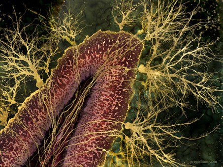 "Cerebellar Lobe" - Depicts the cerebellum, a region of the brain required for movement and motor memory