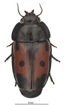 The Spectacular Guyane False-form beetle, Guyanemorpha spectabilis, which was discovered this year in French Guiana