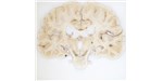 Each slice was automatically photographed while the brain was being sliced on the microtome; here is section #1279, near the middle of the brain.