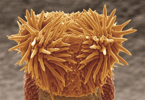 The tip of a bean weevil (<em>Callosobruchus maculatus</em>) penis is covered in hard spines that unfurl in the female genital tract.