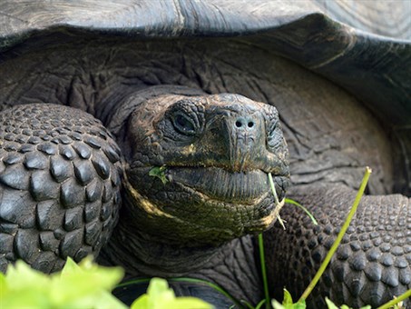 The Eastern Santa Cruz tortoise <em>Chelonoidis donfaustoi</em>, of Santa Cruz Island, is one of several species native to the Galapagos Islands.