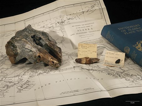 Skull of Arktocara yakataga, a newly discovered species of ancient river dolphin