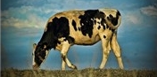 image: The GM Barnyard