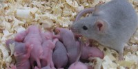 image: Mouse Eggs Made with Stem Cells