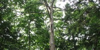 image: American Chestnut to Rise Again
