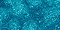 image: Cell Reprogramming Work Wins Nobel