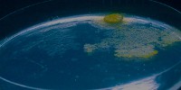 image: Slime Mold Smarty Pants