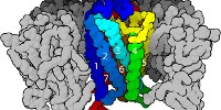 image: G-Protein Receptor Work Wins Nobel