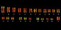 image: Preventing Genetic Identity Theft