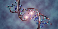 image: Half-Life of DNA Revealed