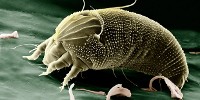 image: Mites Remember Enemies, Fight Back